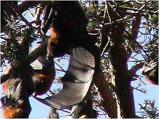 Grey-headed Flying-foxes
