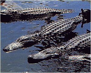 Alligator