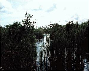 Everglades